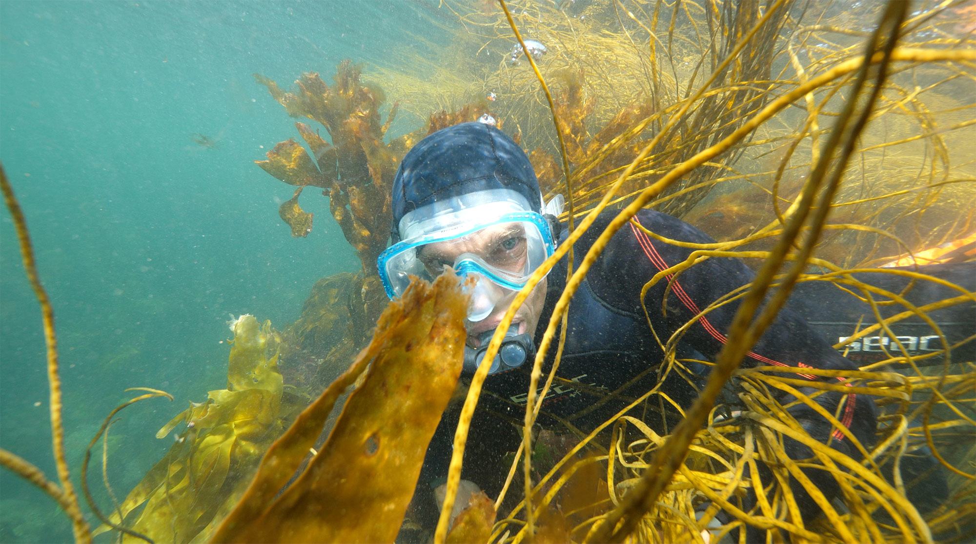 Vincent Doumeizel sometimes speaks of “sea forests” rather than “seaweed” – a linguistic sleight of hand designed to counter the Western bias that sees seaweed as stinky pollution waste.