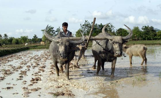Sem terra e trancado: jovens agricultores lutam para um futuro