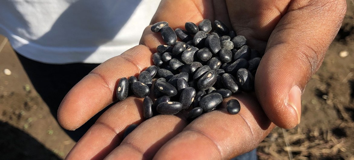 Os bancos de sementes no Haiti trabalham para fornecer aos agricultores sementes de alta qualidade.