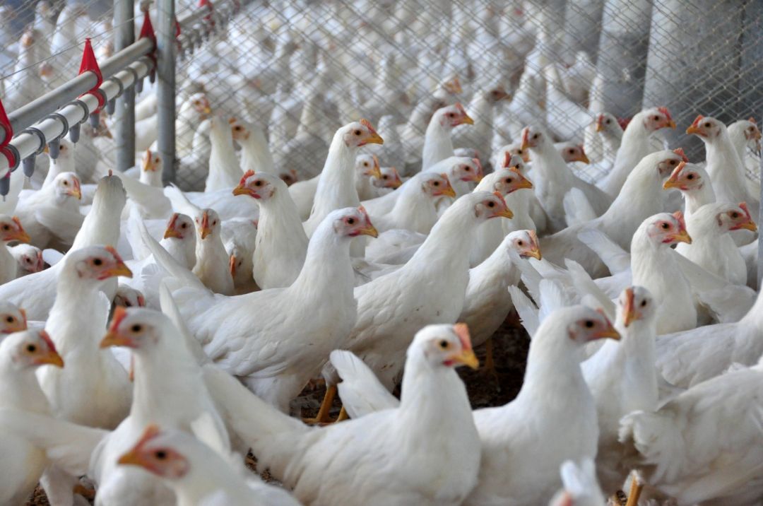 Brasil se declara livre da gripe aviária