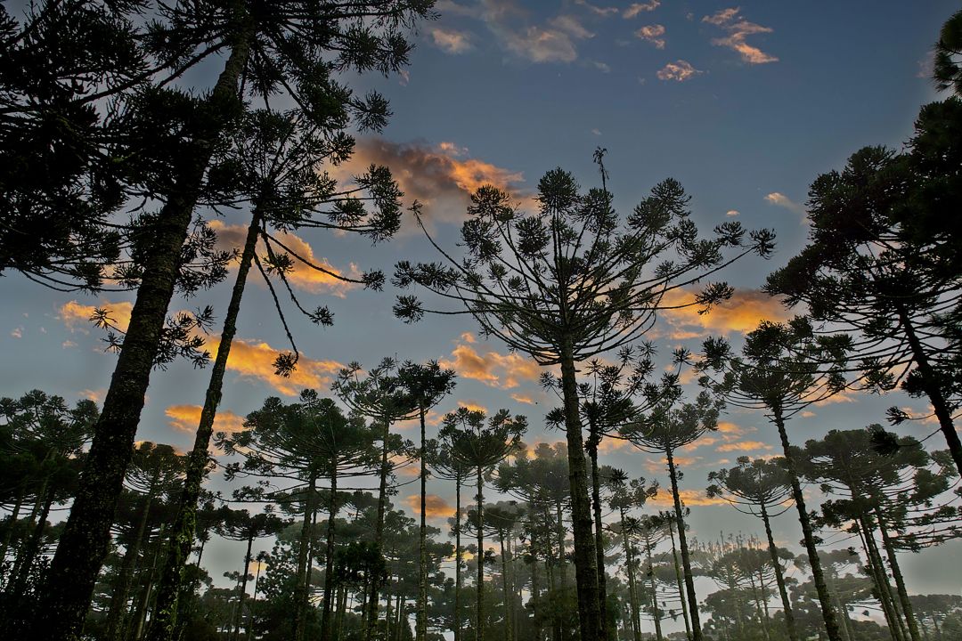 Paraná lança plataforma para investidores apoiarem projetos ambientais