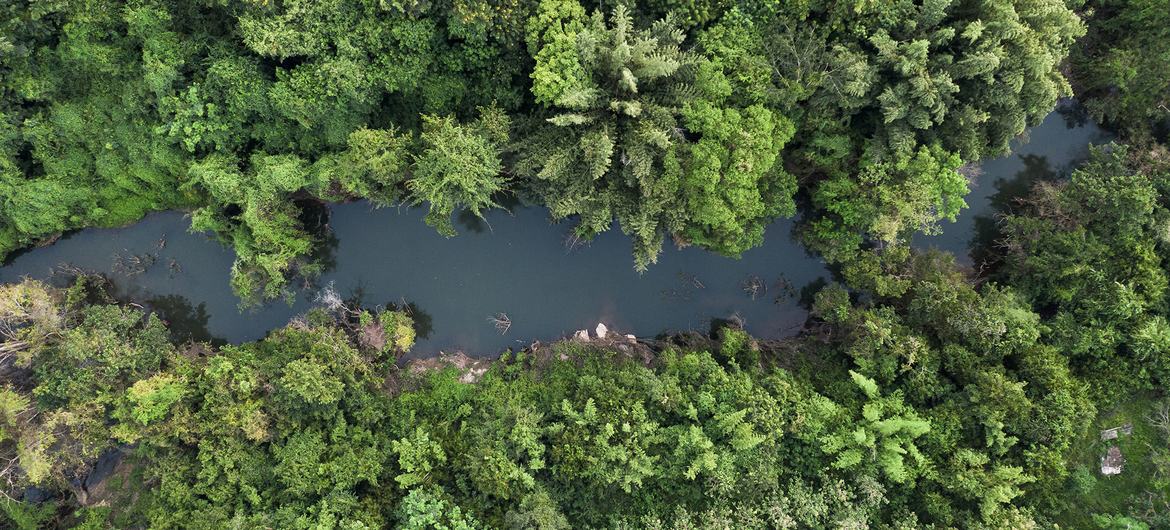 A Indonésia é o lar de vastas florestas tropicais.