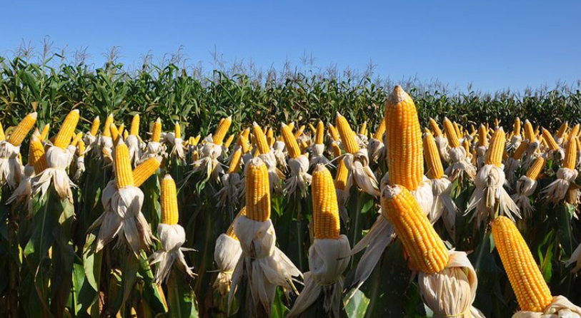 Defensivos biológicos são 70% das "invenções verdes" brasileiras no agro