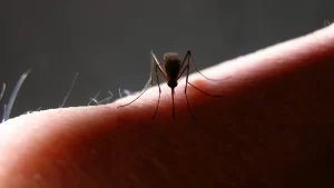 Mosquitos da mata atlântica preferem sangue humano, diz estudo