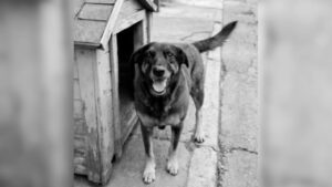 'Cão Orelha': casal confundido com pais de adolescente investigado relata ameaças de morte