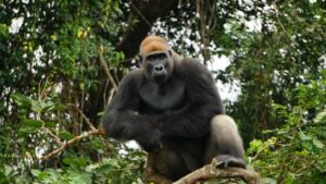 Da África ao Brasil: como o turismo se tornou uma ferramenta da preservação animal