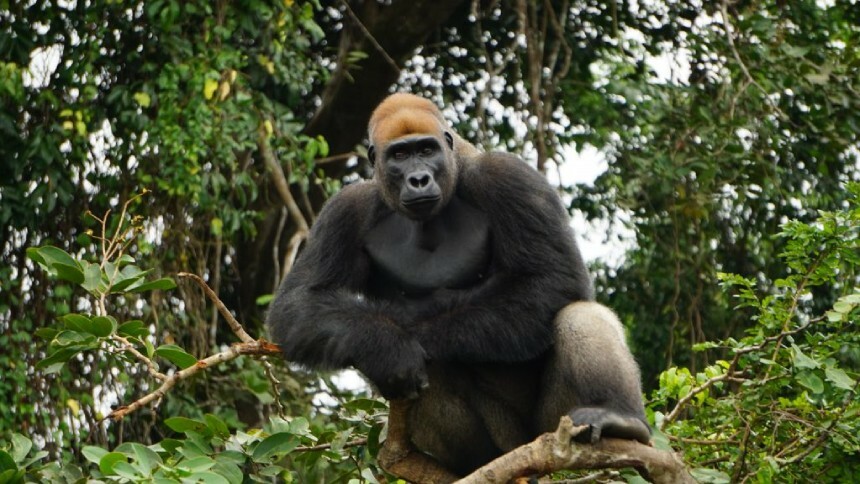 Da África ao Brasil: como o turismo se tornou uma ferramenta da preservação animal