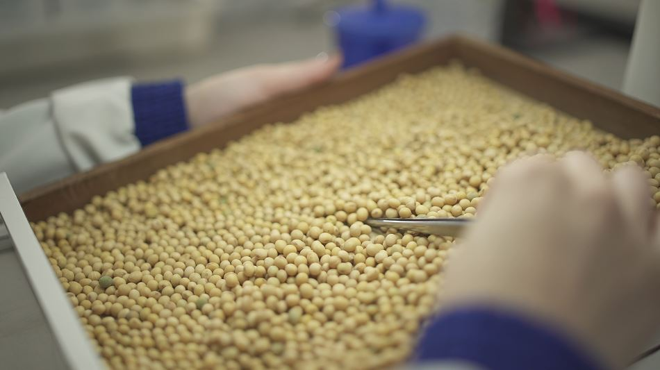 Frísia e Castrolanda iniciam intercooperação no setor de sementes