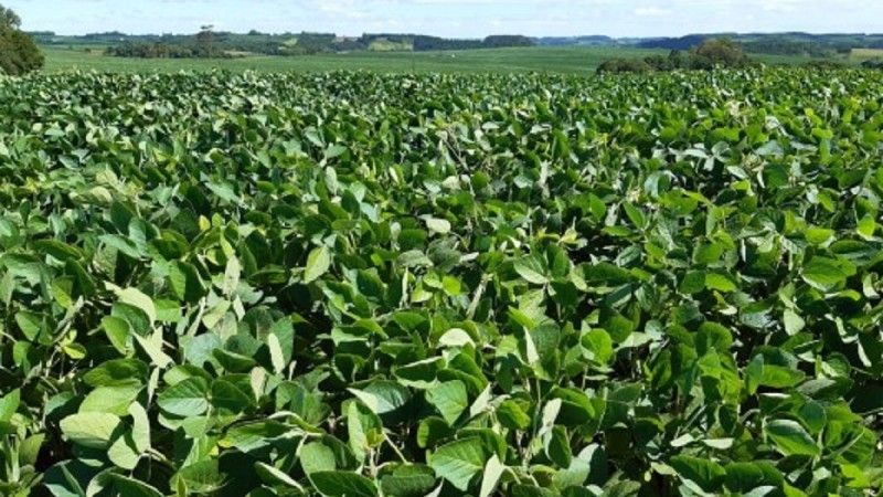 Soja “livre de desmatamento” varia conforme critérios de cada corporação, mostra estudo