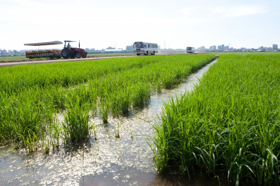 Alta do diesel deve gerar custo adicional de R$ 612 milhões nas lavouras gaúchas