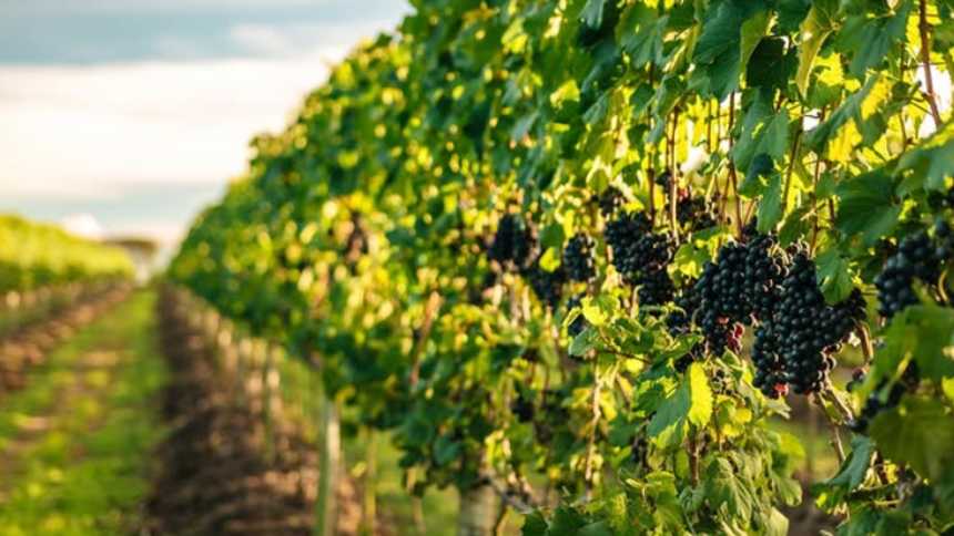 Uma nova geografia do vinho: os terroirs nordestinos começam a ganhar espaço