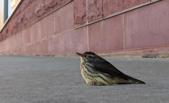 'Every Bird Counts': Como os residentes da cidade podem ajudar a proteger as aves migratórias